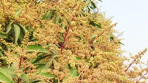 A mango tree in full bloom Stock Footage 75049123