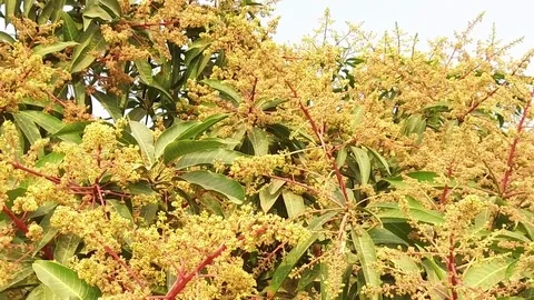 A mango tree in full bloom Stock Footage 75049125