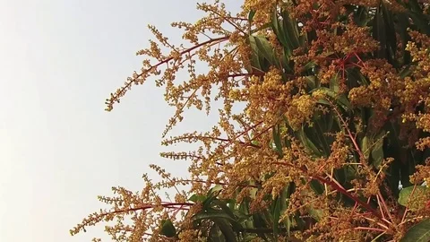 A mango tree in full bloom Stock Footage 75049126