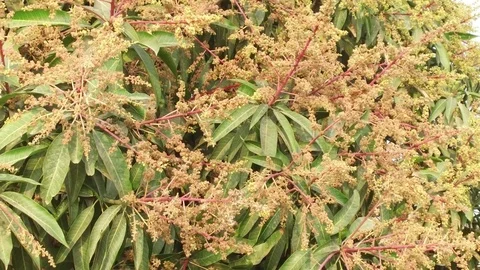 A mango tree in full bloom Stock Footage 75049134