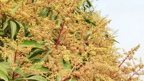 A mango tree in full bloom Stock Footage 75049137