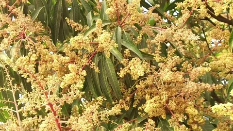 A mango tree in full bloom Stock Footage 75049151