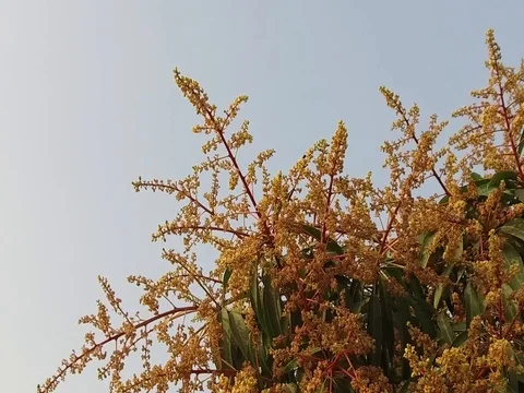 A mango tree in full bloom Stock Footage 75049178