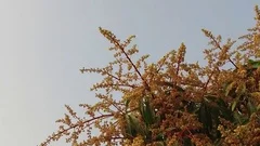 Footage of a Mango Tree in Full Bloom Stock Photo - Image of aromatic,  fresh: 115628698