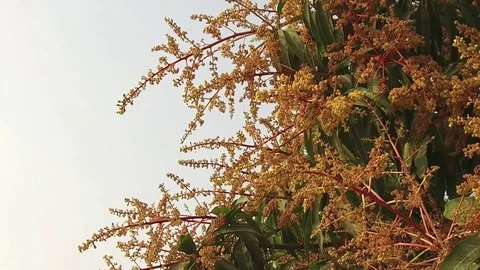 A mango tree in full bloom Stock Footage 75049318