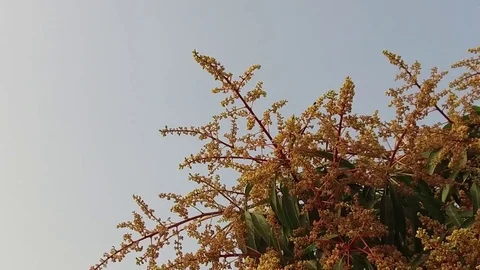 A mango tree in full bloom Stock Footage 75049373