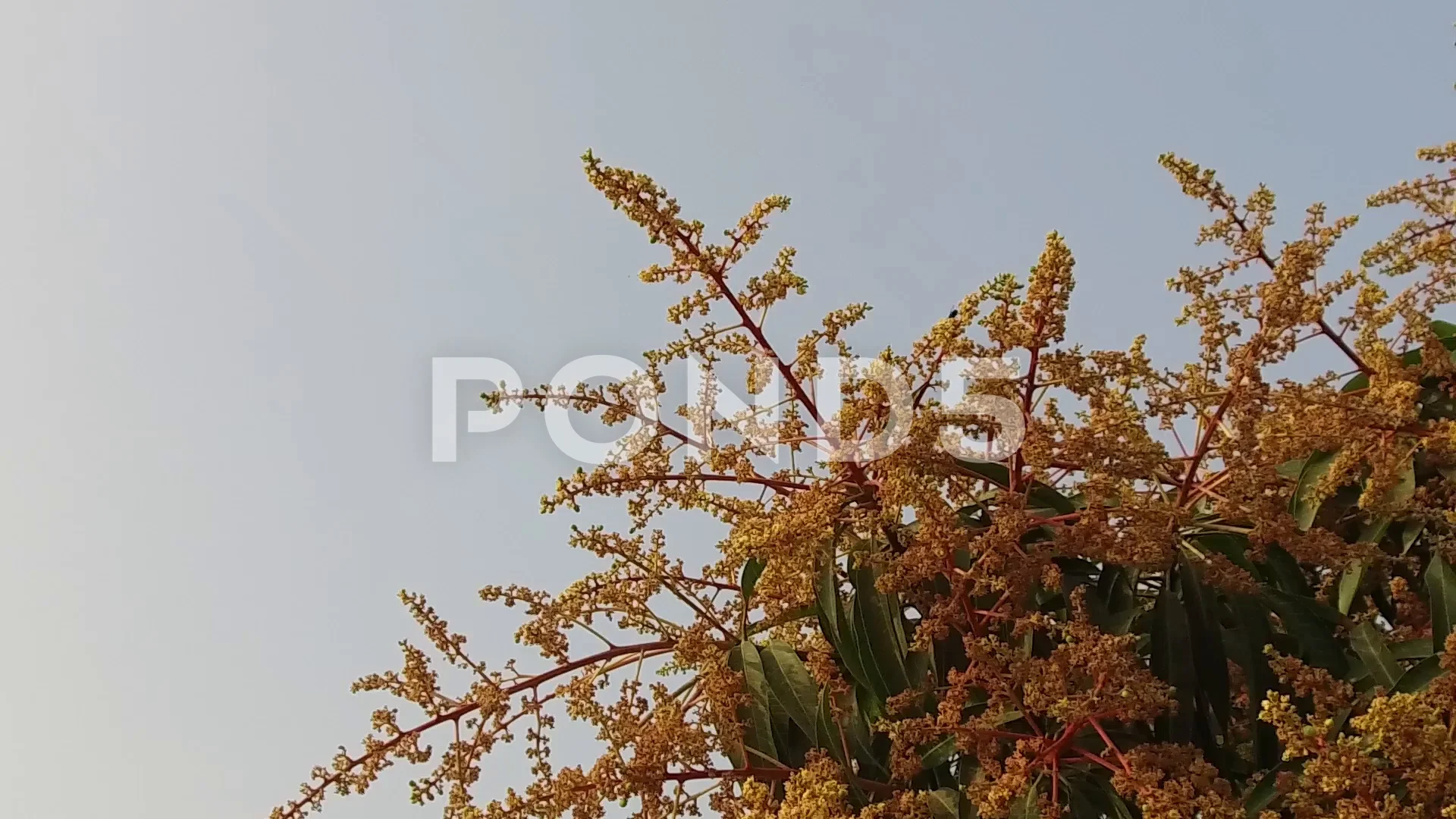 https://images.pond5.com/mango-tree-full-bloom-footage-075049373_prevstill.jpeg