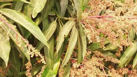 A mango tree in full bloom Stock Footage 75049380