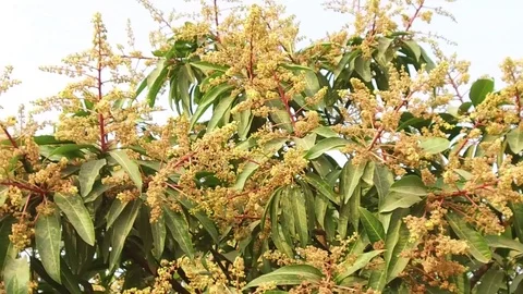 A mango tree in full bloom Stock Footage 75049389
