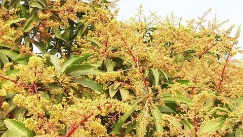 A mango tree in full bloom Stock Footage 75050055