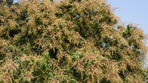 Mango Tree in Full Bloom 스톡 동영상 333892870