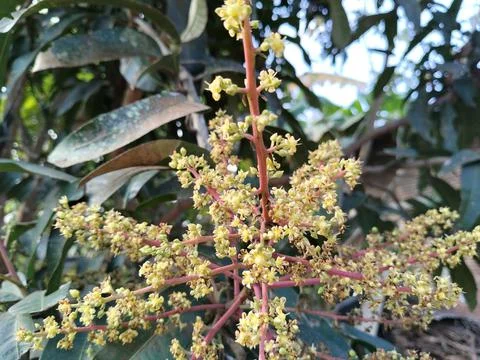 A mango tree in full bloom, showcasing delicate clusters of fragrant flowers tha Stock Photos