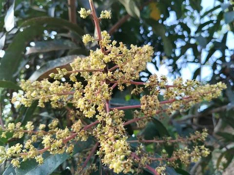 A mango tree in full bloom, showcasing delicate clusters of fragrant flowers tha Stock Photos
