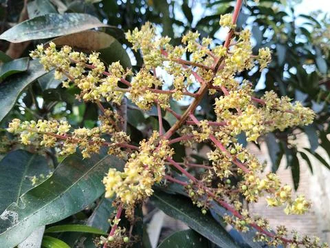 A mango tree in full bloom, showcasing delicate clusters of fragrant flowers tha Stock Photos