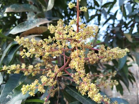 A mango tree in full bloom, showcasing delicate clusters of fragrant flowers tha Stock Photos