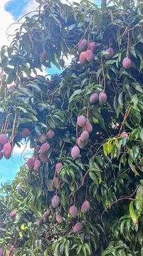 Mango Tree Full of Fruits Stock Photos