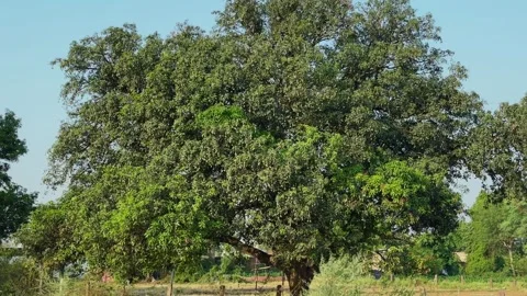 Mango Tree Full of Green Mangoes Stock Footage 337095750