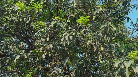 Mango Tree Full of Green Mangoes Slow Tilt Up Shot Stock Footage 337095895
