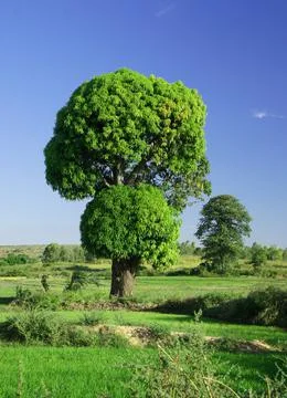 Mango Tree Giant Foto stock