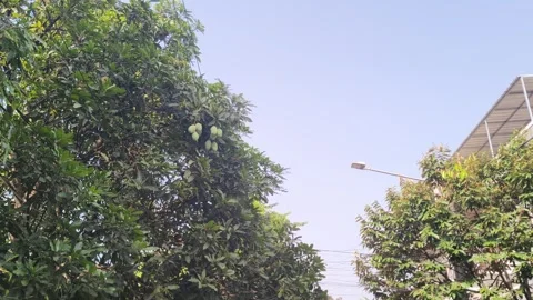 Mango tree with green fruits under blue sky Video stock 346659405