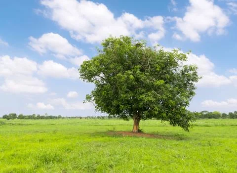 Mango tree on the green grass Stock Photos