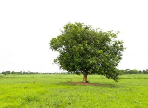 Mango tree on the green grass Stock Photos