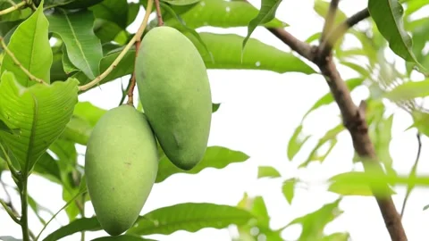Mango on the tree, green mango on the tree Stock Footage 244701695