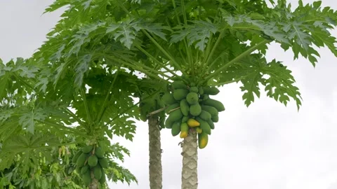 Mango tree with green mangoes against white cloudy sky Stock Footage 337543876
