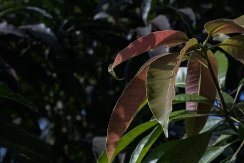 Mango tree growing new glowing leaves in reddish brown color Stock Photos