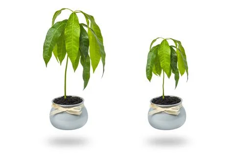 A mango tree grows in a flower pot on a white background. Seedling of exotic Stock Photos