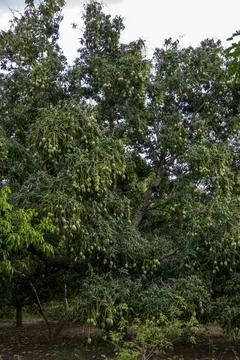 A mango tree grows heavy with clusters of unripe green fruit in an orchard,.. Stock Photos