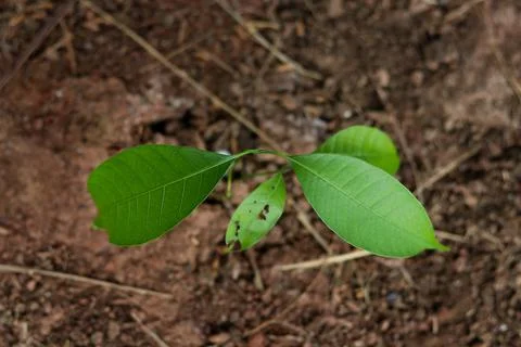 The mango tree grows in the top view. Stock Photos