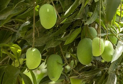 Mango tree with hanging mango fruits in the mango orchards Stock Photos