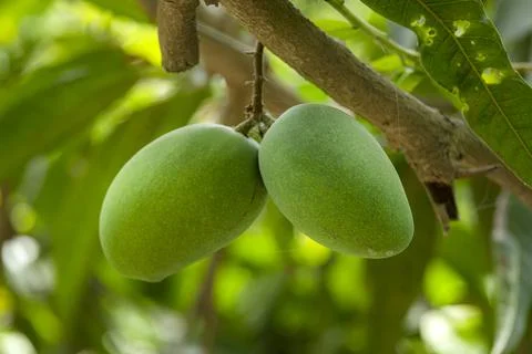 Mango tree with hanging mango fruits in the mango orchards Stock Photos
