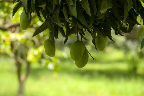 Mango tree with hanging mango fruits in the mango orchards Stock Photos