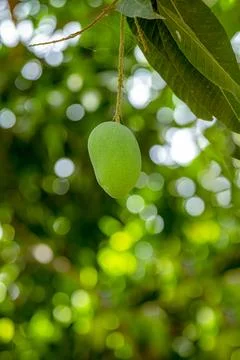 Mango tree with hanging mango fruits in the mango orchards Stock Photos