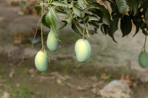 Mango tree with hanging mango fruits in the mango orchards Stock Photos