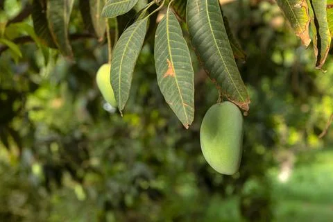 Mango tree with hanging mango fruits in the mango orchards Stock Photos