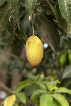 Mango tree with hanging mango fruits in the mango orchards Stock Photos