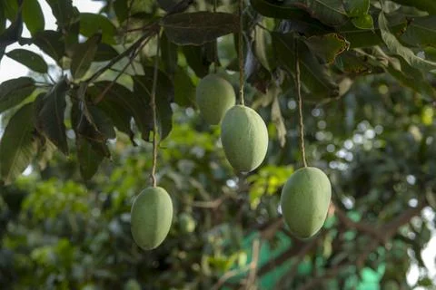 Mango tree with hanging mango fruits in the mango orchards Stock Photos