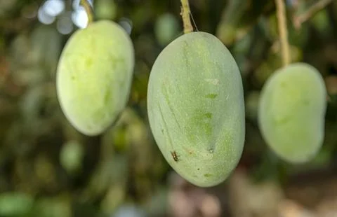 Mango tree with hanging mango fruits in the mango orchards Stock Photos