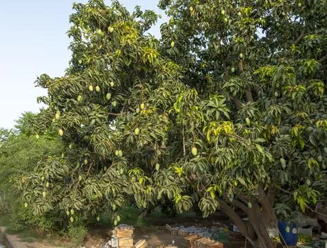 Mango tree with hanging mango fruits in the mango orchards Stock Photos