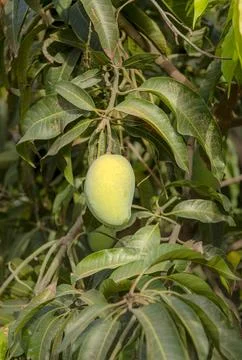 Mango tree with hanging mango fruits in the mango orchards Stock Photos