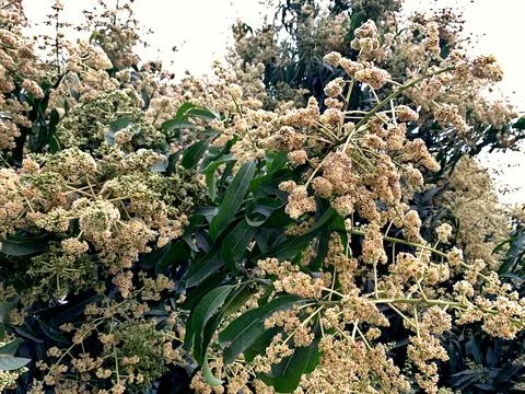 The mango tree has beautiful flowers and green leaves 스톡 사진