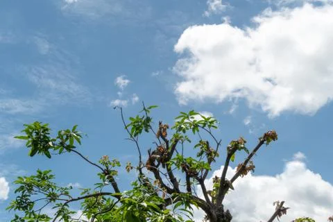 The mango tree has been cut branches off against the blue sky Stock Photos