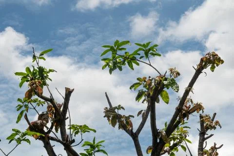 The mango tree has been cut branches off against the blue sky Stock Photos