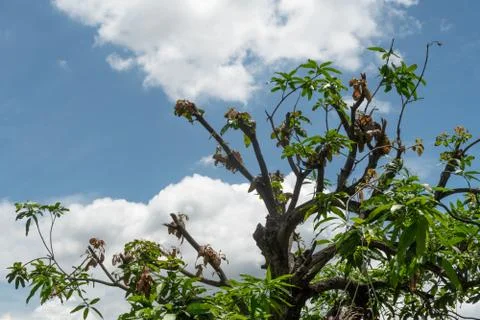 The mango tree has been cut branches off against the blue sky and the clouds Stock Photos