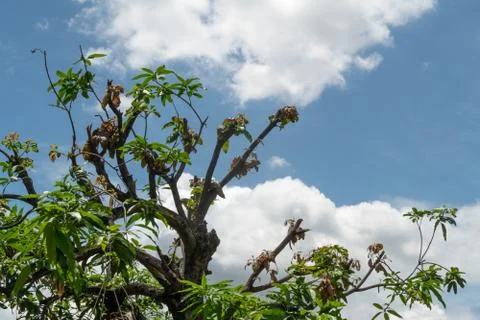 The mango tree has been cut branches off against the blue sky and the clouds Stock Photos
