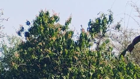 The mango tree has buds, it looks very nice Stock Photos