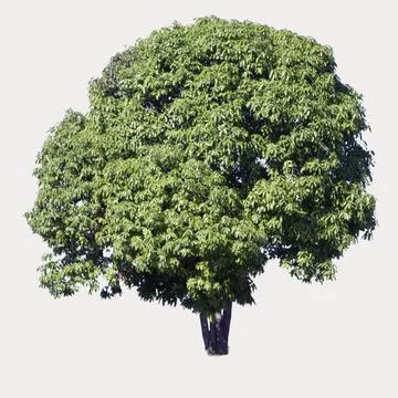Mango tree on isolated background Stock Photos
